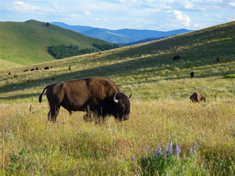 is bison range open today.